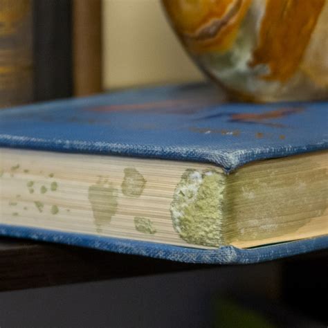 How to Get Rid of Mold on Books: A Journey Through Time and Space