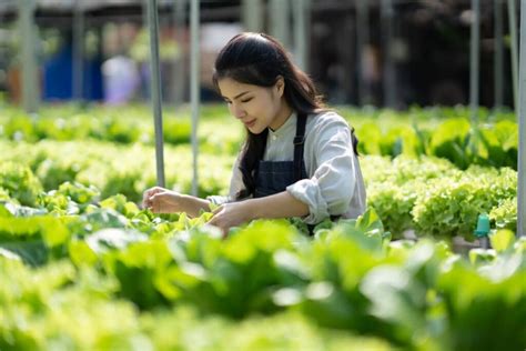  Innovating Korean Farming: A Journey From Tradition To Technology – A Masterpiece Of Practical Wisdom And Sustainable Vision