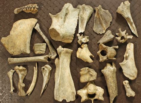  Zooarchaeology: Examining the Animal Remains from Archaeological Sites in the Philippines” - A Deep Dive into the History of Fauna